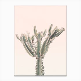 Sunset Cactus Ii Canvas Print