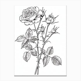 Roses Sketch 31 Canvas Print