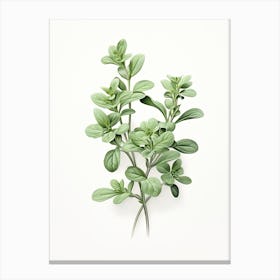 Oregano Vintage Botanical Herbs 0 Canvas Print