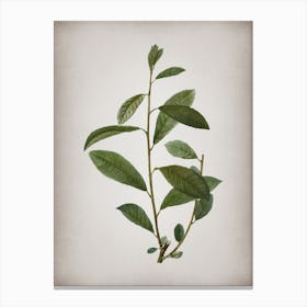 Vintage Grey Willow Botanical on Parchment n.0382 Canvas Print
