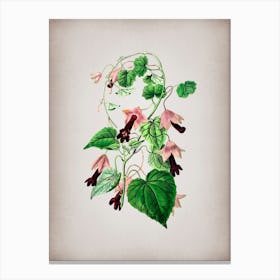 Vintage Twinning Red Cloak Flower Botanical on Parchment n.0422 Canvas Print