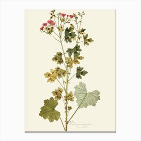 Geranium 8 Canvas Print