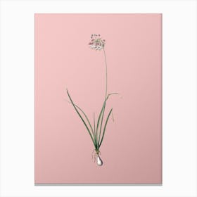Vintage Nodding Onion Botanical on Soft Pink Canvas Print