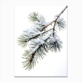 Pine Branch Covered in Snow 2 Canvas Print