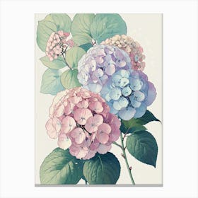 Hydrangeas 1 Canvas Print