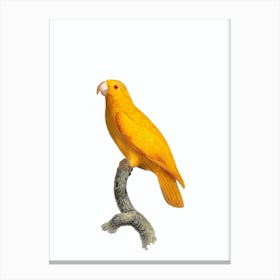 Vintage Pacific Parrotlet Bird Illustration on Pure White Canvas Print