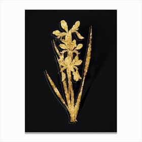 Vintage Yellow Banded Iris Botanical in Gold on Black n.0514 Canvas Print