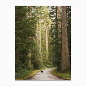 Redwood Forest Dream - Black Bear Animals Canvas Print