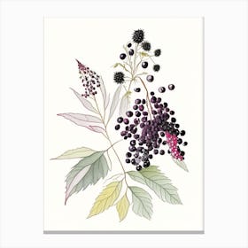 Elderberry Spices And Herbs Pencil Illustration 3 Canvas Print