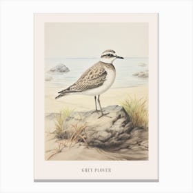 Vintage Bird Drawing Grey Plover 1 Poster Canvas Print