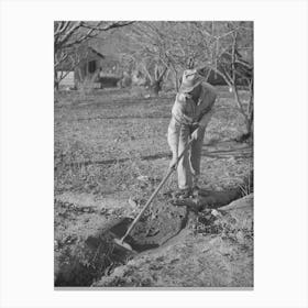 Fruit Farmer Clearing Out Irrigation Ditch, Placer County, California, Irrigated Farming Is A New Thing To This Man Wh Canvas Print