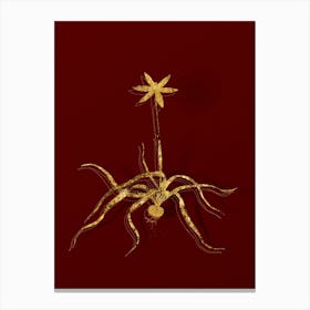 Vintage Hypoxis Stellata Botanical in Gold on Red n.0307 Canvas Print