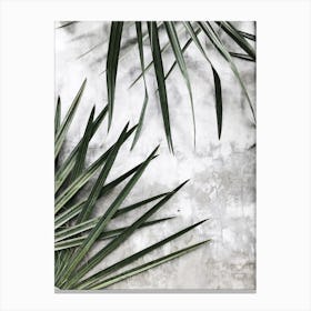 Palm Leaves On A Concrete Wall Canvas Print
