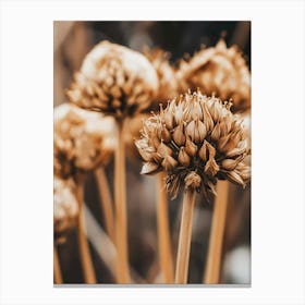 Dried Flowers Canvas Print