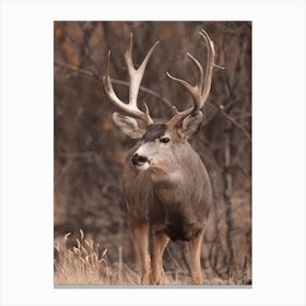 Trophy Deer Buck Canvas Print