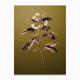 Gold Botanical Sweet Pittosporum Branch on Dune Yellow n.0940 Canvas Print