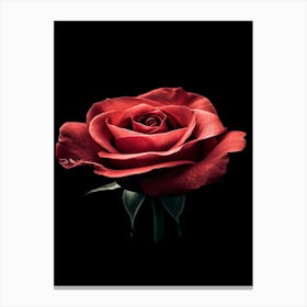 Red Rose On Black Background 9 Canvas Print