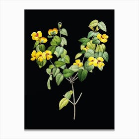 Vintage Platilobium Botanical Illustration on Solid Black n.0119 Canvas Print