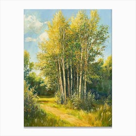 Birch Trees Canvas Print