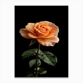 Peach Rose On Black Background 3 Canvas Print