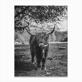 Highland Cow With Its Tongue Out Canvas Print