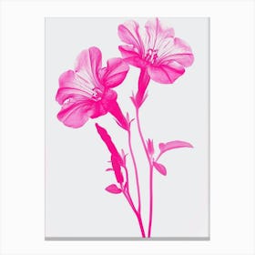 Hot Pink Petunia Canvas Print