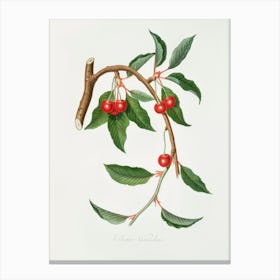 Cherry (Ciliegio Visciolino) From Pomona Italiana (1817 - 1839), Giorgio Gallesio Canvas Print