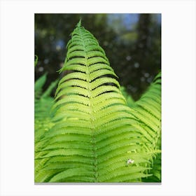 Green fern leaves by the lake, close-up Canvas Print