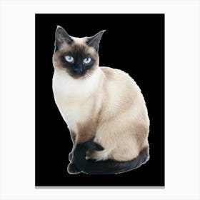 Siamese Cat Canvas Print