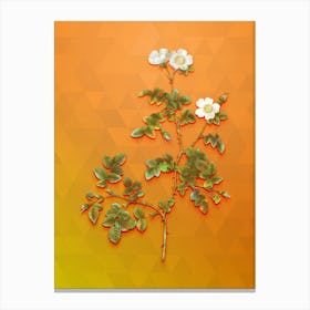 Vintage White Sweetbriar Rose Botanical Art on Tangelo Canvas Print