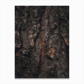 Pine Tree Bark Canvas Print