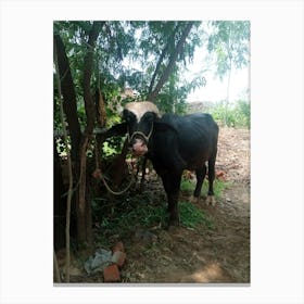 Cow In A Field Canvas Print