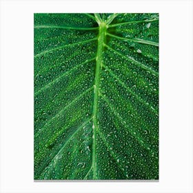 Green Leaf With Water Droplets Canvas Print