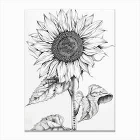 Sunflower Canvas Print