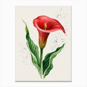 Calla Lily Canvas Print