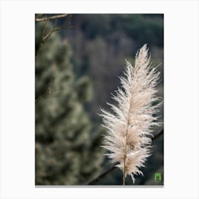 Lone Grass 20210401 100ppub Canvas Print