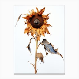 Dead Sunflower 4 Canvas Print