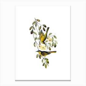 Vintage Varied Honeyeater Bird Illustration on Pure White n.0457 Canvas Print
