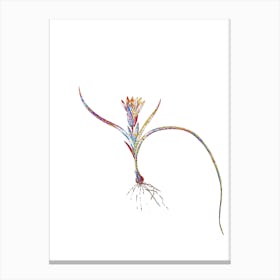 Stained Glass Ixia Recurva Mosaic Botanical Illustration on White Canvas Print