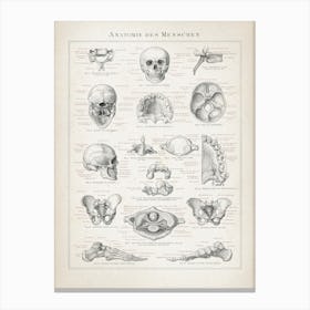 Vintage Brockhaus 3 Anatomie Mensch Canvas Print