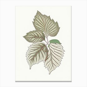 Raspberry Leaf Herb William Morris Inspired Line Drawing 1 Canvas Print