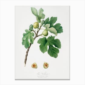 Fig (Ficus Carica) From Pomona Italiana (1817 - 1839), Giorgio Gallesio 2 Canvas Print