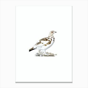 Vintage Willow Ptarmigan Bird Illustration on Pure White Canvas Print