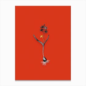 Vintage Alpine Squill Black and White Gold Leaf Floral Art on Tomato Red n.0922 Canvas Print