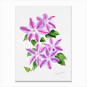 Clematis Watercolor Artwork Canvas Print