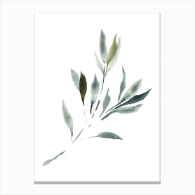 Watercolor Leaf, Olive Branch 3 Canvas Print