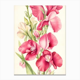 Pink Gladiolus Canvas Print