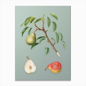 Vintage Pear Botanical Art on Mint Green n.0801 Canvas Print