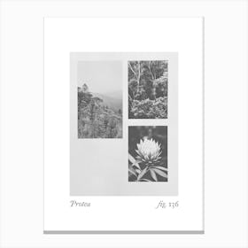 Protea Botanical Collage 2 Canvas Print