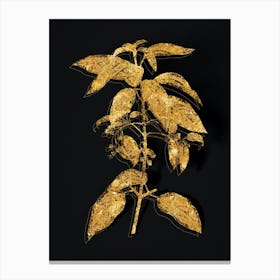 Vintage Chilean Wineberry Branch Botanical in Gold on Black n.0030 Canvas Print